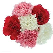 Fresh Carnations